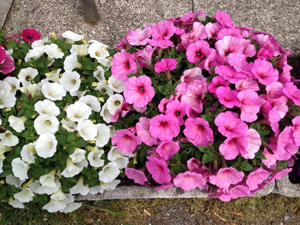 Hotel Flora Desenzano del Garda Dış mekan fotoğraf